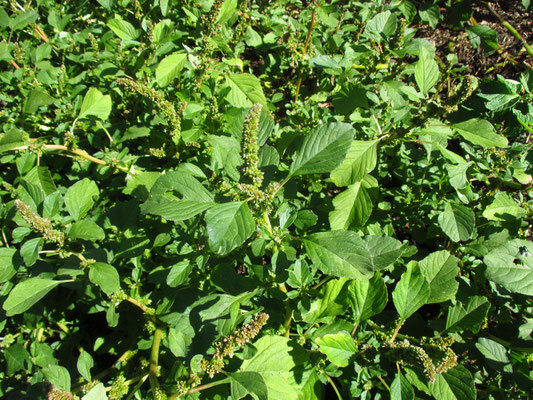 Stutzblatt-Amaranth (Amaranthus blitum)