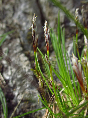 Erd-Segge (Carex humilis)