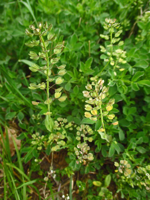 Durchwachs-Kleintäschel (Microthlaspi perfoliatum)