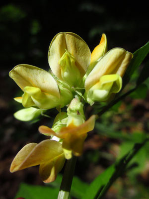 Walderbsen-Wicke (Vicia oroboides)