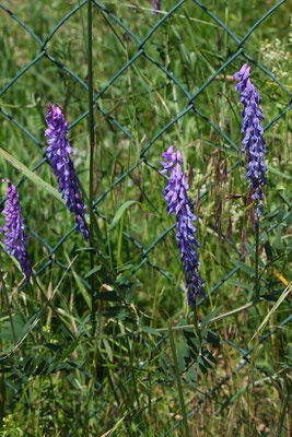 Vogel-Wicke (Vicia cracca agg.) | Fam. Hülsenfrüchtler (Fabaceae)