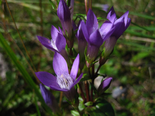 Österreich-Kranzenzian (Gentianella austriaca)