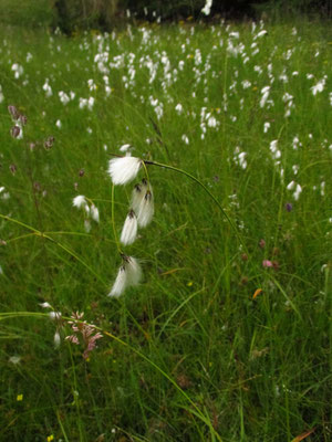 Schmalblatt-Wollgras (Eriophorum angustifolium)