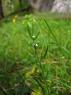 Alpen-Leinblatt (Thesium alpinum)