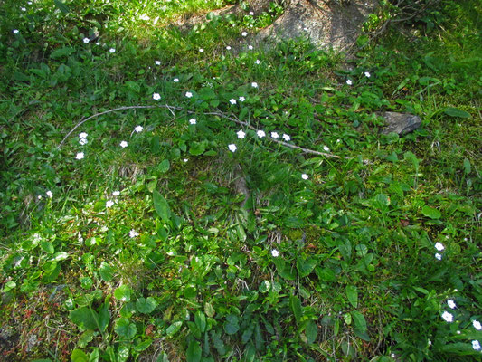 Großer Strahlensame (Heliosperma alpestre)