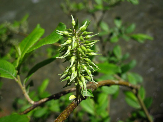 Großblatt-Weide (Salix appendiculata) | weibliche Blüte