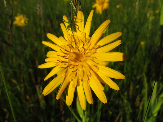 Großer Wiesen-Bocksbart (Tragopogon orientalis)