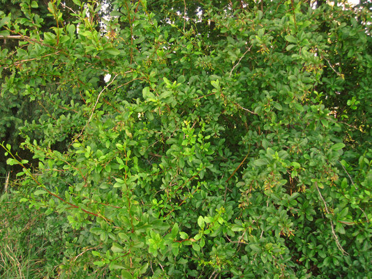 Berberitze (Berberis vulgaris)