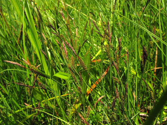 Braun-Segge (Carex nigra)