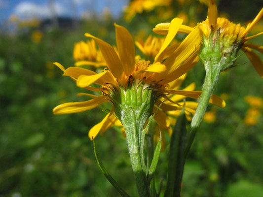 Berg-Greiskraut (Senecio subalpinus)