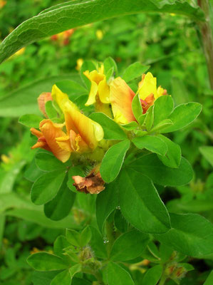 Kopf-Zwerggeißklee (Chamaecytisus supinus)