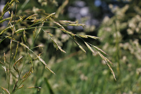 Wiesen-Schwingel (Festuca pratensis s.lat.)