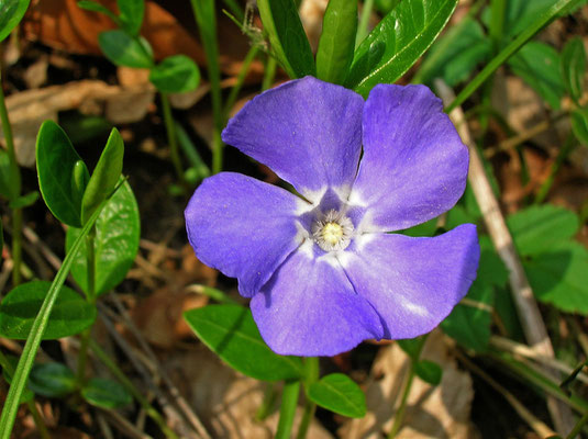 Kleines Immergrün (Vinca minor)