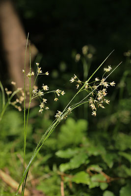 Weiß-Hainsimse (Luzula luzuloides)