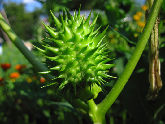 Gewöhnlicher Nachtschatten (Datura stramonium)