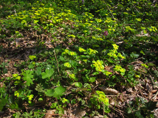 Wechselblatt-Milzkraut (Chrysosplenium alternifolium)