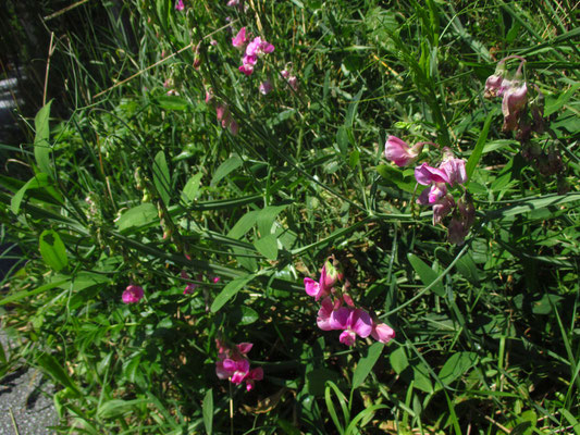 Breitblatt-Platterbse (Lathyrus latifolius)