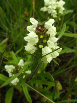 Weiße Brunelle (Prunella laciniata)