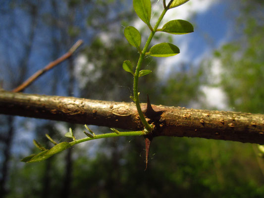 Robinie (Robinia pseudoacacia)