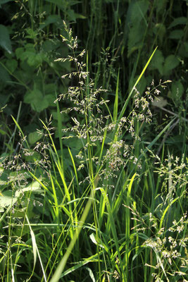 Gewöhnliches Rispengras (Poa trivilalis)