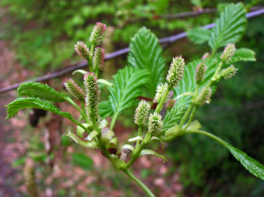 Grün-Erle (Alnus alnobetula) | weibliche Blüten