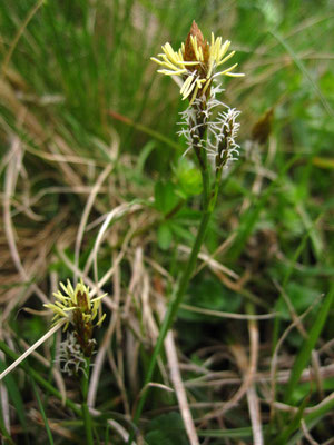 Frühlings-Segge (Carex caryophyllea)