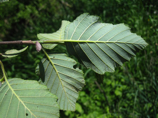 Grau-Erle (Alnus incana)