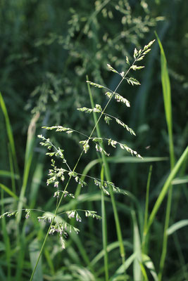 Gewöhnliches Rispengras (Poa trivilalis)