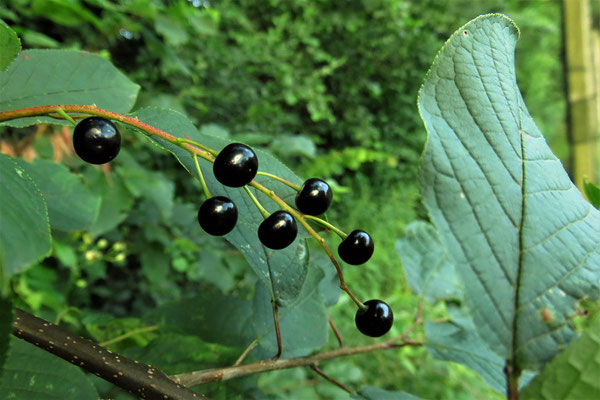 Echte Traubenkirsche (Prunus padus)