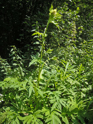 Kohl-Kratzdistel (Cirsium oleraceum)