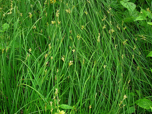 Seegras-Segge (Carex brizoides)