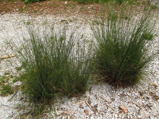 Grau-Simse (Juncus inflexus)