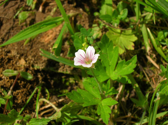 Sibirien-Storchschnabel (Geranium sibiricum)