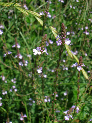 Echtes Eisenkraut (Verbena officinalis)