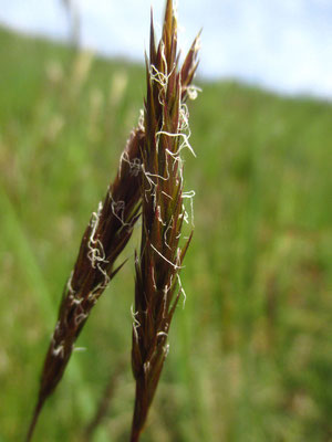 Wiesen-Ruchgras (Anthoxanthum odoratum)