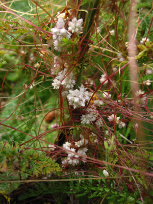 Quendel-Teufelszwirn (Cuscuta epithymum)