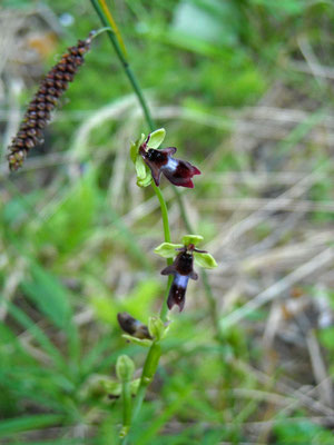 Fliegen-Ragwurz (Ophrys insectifera)