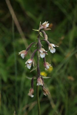 Sumpf-Ständelwurz (Epipactis palustris) | Fam. Orchideen (Orchidaceae)