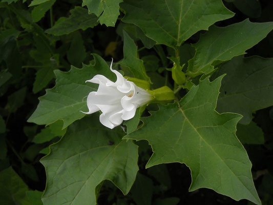 Gewöhnlicher Nachtschatten (Datura stramonium)