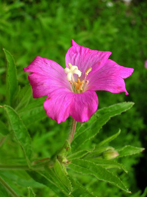 Zottel-Weidenröschen (Epilobium hirsutum)