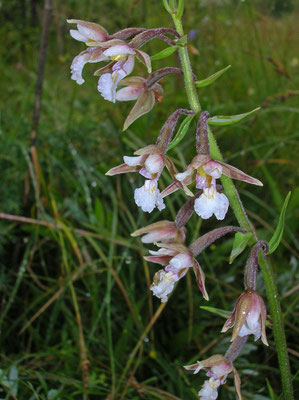 Sumpf-Ständelwurz (Epipactis palustris)