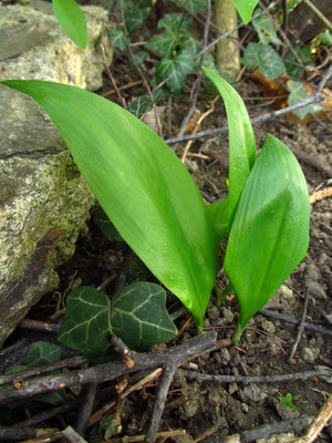 Bär-Lauch (Allium ursinum)