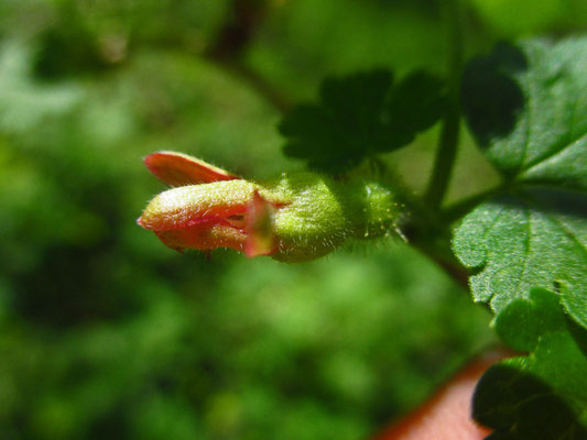 Stachelbeere (Ribes uva-crispa)