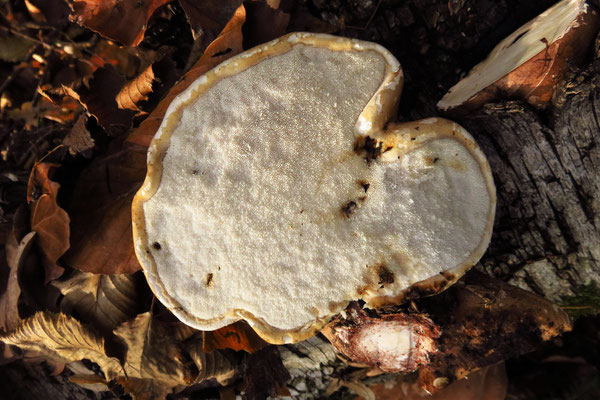 Birkenporling (Fomitopsis betulina)