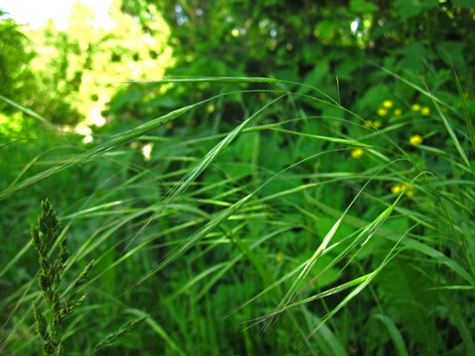 Ruderal-Trespe (Bromus sterilis)