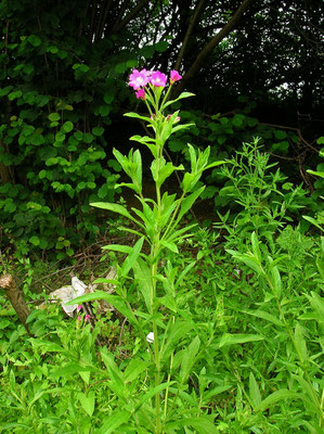 Zottel-Weidenröschen (Epilobium hirsutum)