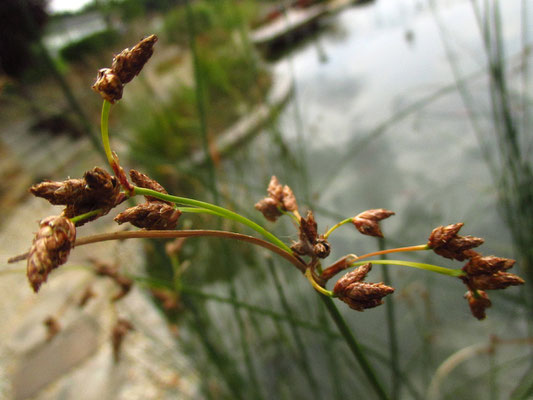 Grün-Teichbinse (Schoenoplectus lacustris)