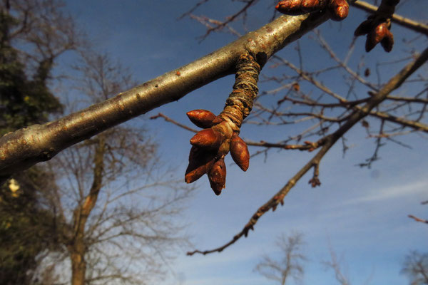 Vogel-Kirsche (Prunus avium)