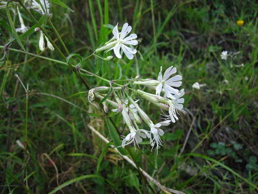 Hain-Leimkraut (Silene nemoralis)