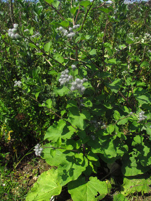 Spinnweb-Klette (Arctium tomentosum)